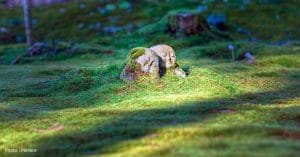 landscape tree grass plant stone moss pxhere 1640x856